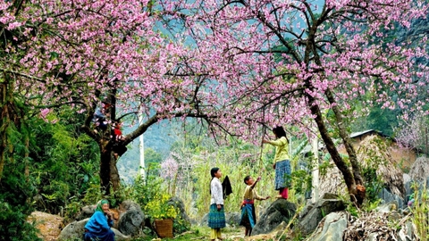 ĐỪNG ĐI DU LỊCH SAPA ĐẦU XUÂN VÌ QUÁ TUYỆT VỜI!