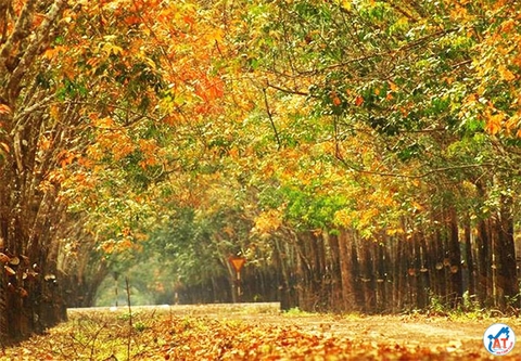 TÂY NGUYÊN LÃNG MẠN MÙA LÁ RỤNG