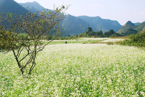 Du lịch Mộc Châu nhớ bài thơ Tây Tiến