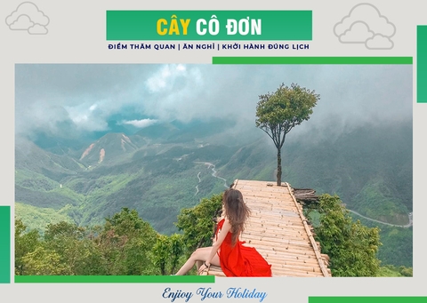 Top những “cây cô đơn” nổi tiếng được giới trẻ săn lùng nhiều nhất Việt Nam