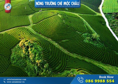 Nông Trường Chè Mộc Châu