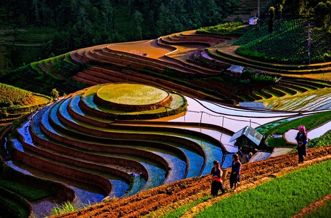RUỘNG BẬC THANG MÙ CANG CHẢI