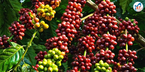 SAY ĐẮM MÙA CÀ PHÊ TÂY NGUYÊN