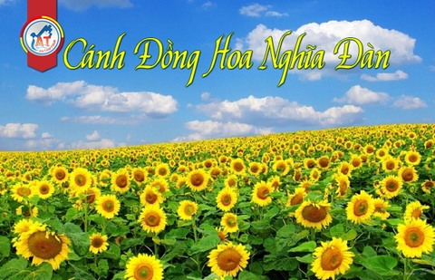 DẠO CHƠI CÁNH ĐỒNG HOA HƯỚNG DƯƠNG NGHỆ AN !