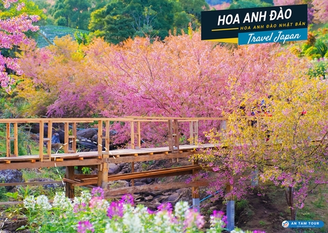 Hoa Anh Đào Nhật Bản