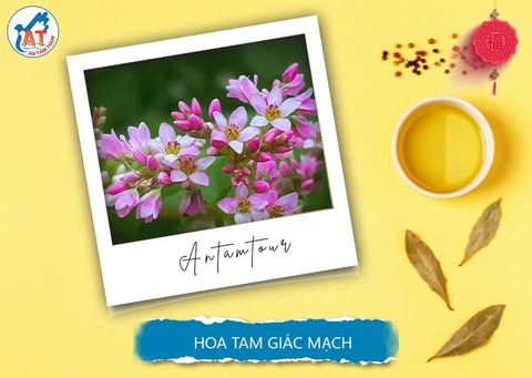 Hoa Tam Giác Mạch