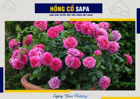 Hồng Cổ Sapa | Loài Hoa Nổi Tiếng Của Vùng Đất Sapa
