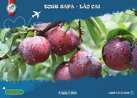 Những sản vật Sapa không nên bỏ qua!