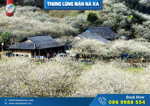 Thung Lũng Mận Nà Ka Mộc Châu