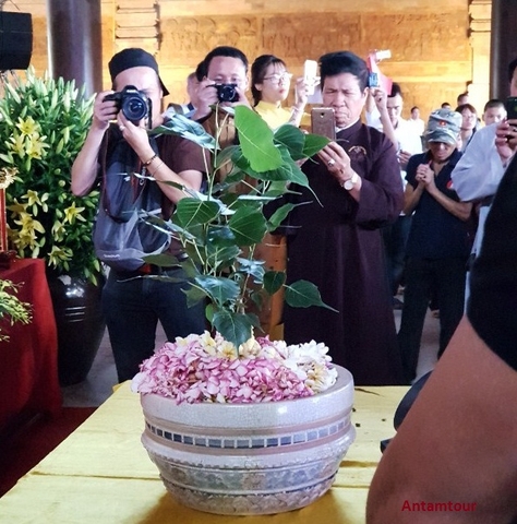Cây Bồ Đề linh thiêng tại chùa Tam Chúc