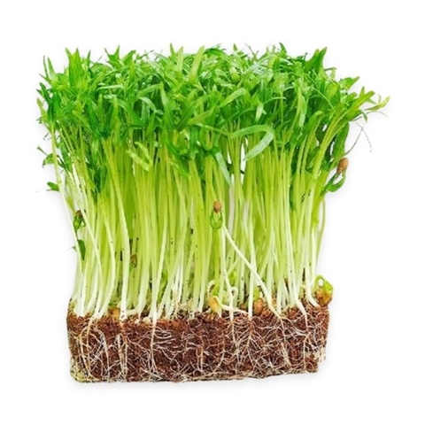 RAU MẦM RAU MUỐNG BIO-NGON 150G