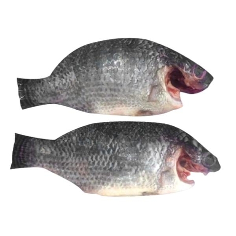 CÁ RÔ PHI RỪNG NGẬP MẶN 450G