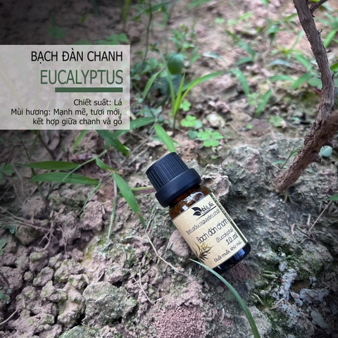 Tinh dầu Bạch Đàn Chanh EUCALYPTUS