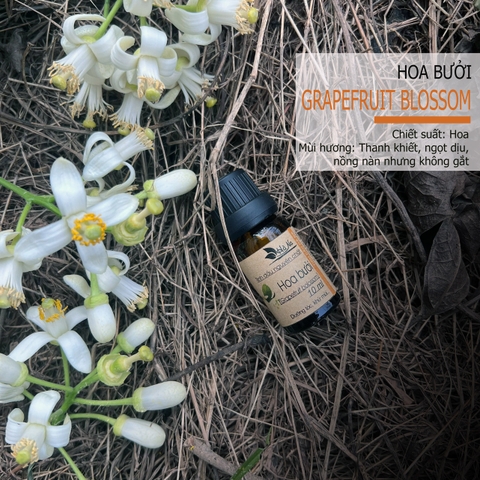 Tinh dầu Hoa Bưởi GRAPEFRUIT BLOSSOM