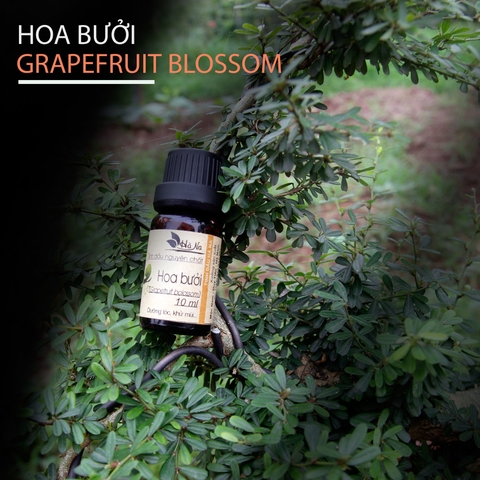 Tinh dầu Hoa Bưởi GRAPEFRUIT BLOSSOM