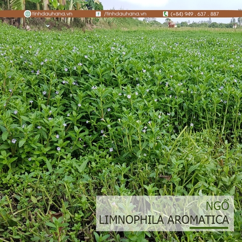 Tình dầu Rau Ngổ LIMNOPHILA AROMATICA