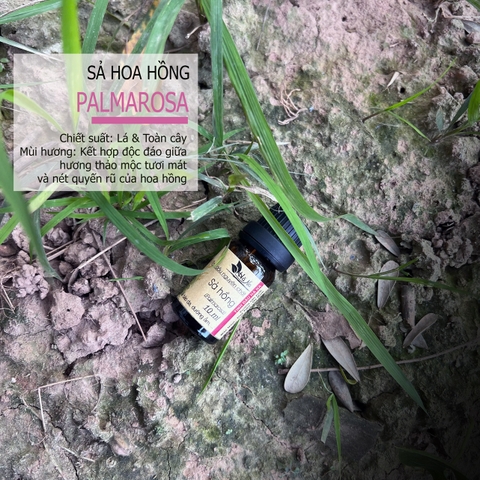 Tinh dầu Sả Hoa Hồng PALMAROSA