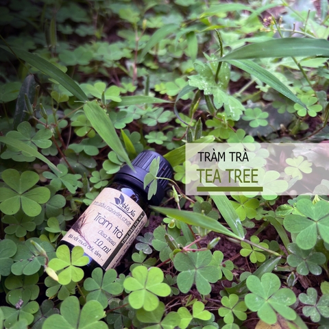 Tinh dầu Tràm Trà TEA TREE
