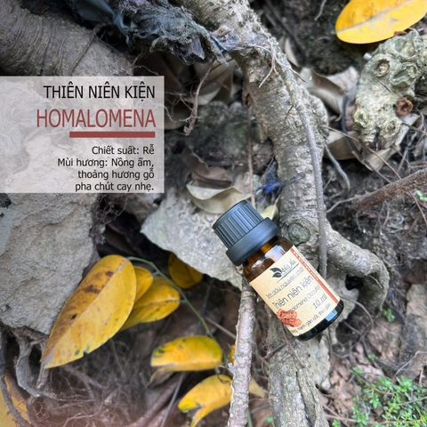 Tinh Dầu Thiên Niên Kiện HOMALOMENA OCCULTA SCHOTT