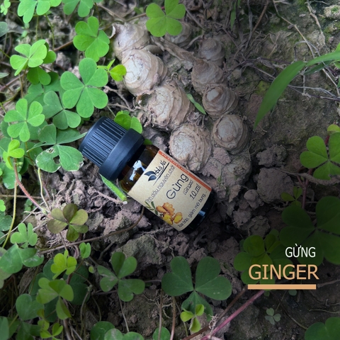 Tinh dầu Gừng GINGER