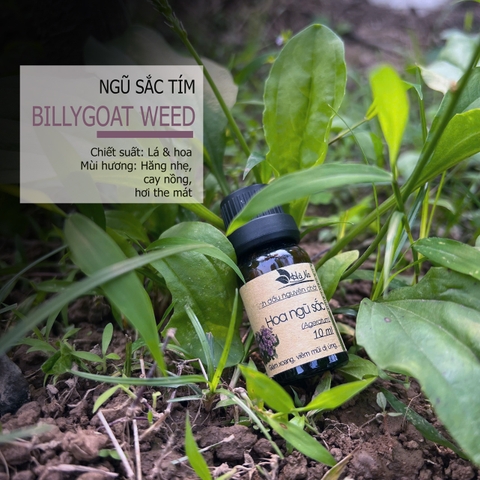 Tinh Dầu Hoa Ngũ Sắc AGETARUM