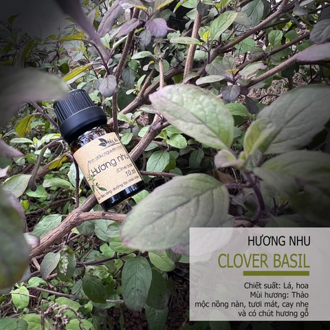 Tình dầu Hương Nhu Trắng CLOVE BASIL