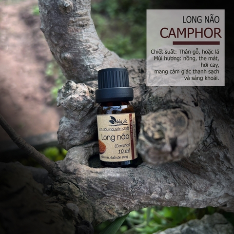 Tinh dầu Long Não CAMPHOR