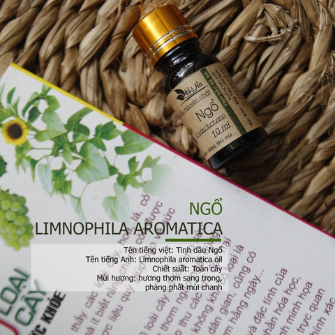 Tình dầu Rau Ngổ LIMNOPHILA AROMATICA