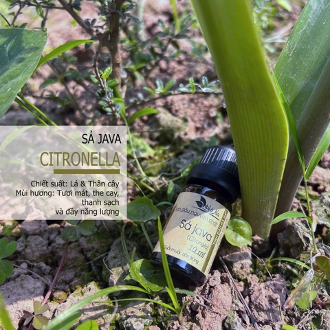 Tinh dầu Sả Java CITRONELLA