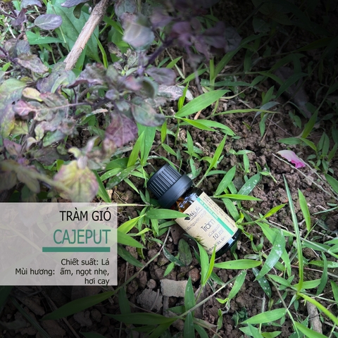 Tinh dầu Tràm Gió CAJEPUT