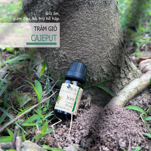 Tinh dầu Tràm Gió CAJEPUT