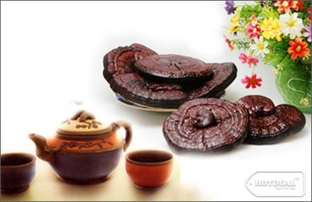 Khoa học hiện đại và việc nghiên cứu nấm linh chi  