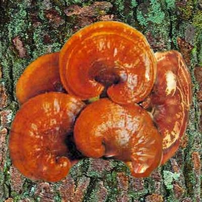 Nhầm lẫn tai hại các dược liệu mang tên linh chi