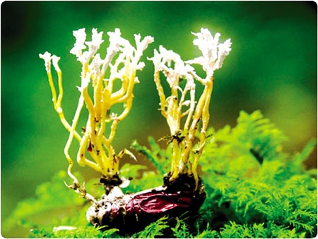 “Mốt” biếu Đông trùng hạ thảo dịp lễ tết: Chiêu “phù phép” bột thành thần dược