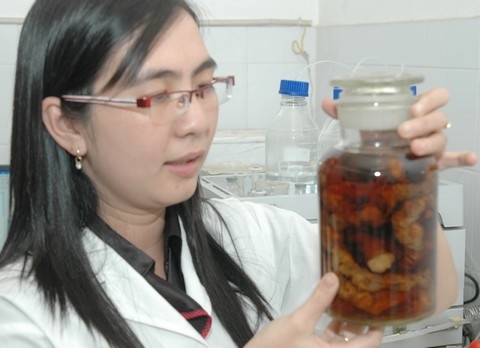 Phân biệt sâm Việt Nam với Triều Tiên và Trung Quốc