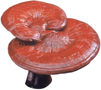 Mẹo phân biệt linh chi thật, giả