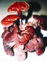 Nấm Hồng chi Đà Lạt chữa được bệnh hiểm nghèo