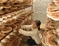 4 lưu ý khi chọn nấm linh chi