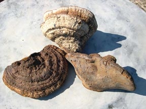 Cuộc chiến nấm linh chi ở Lào Cai