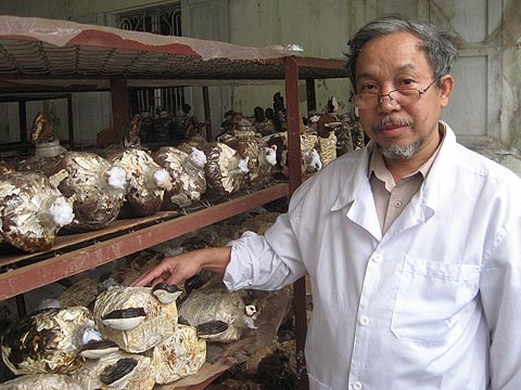 Trồng thành công nấm linh chi đen