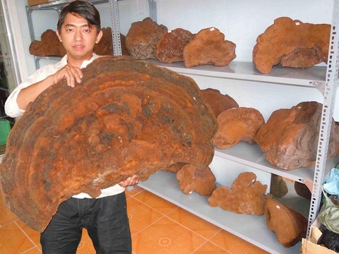 Thông tin về cổ linh chi