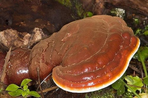 Công dụng của Nấm Linh Chi