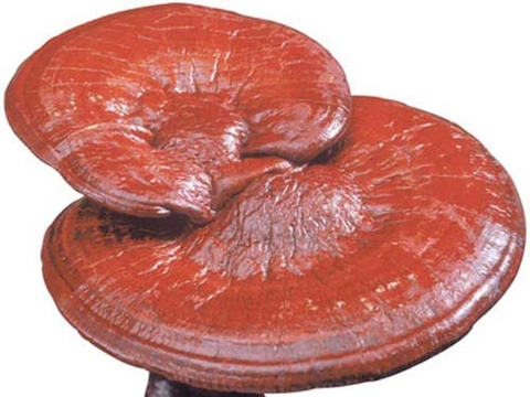 Bỏ tiền triệu mua nấm Linh Chi được mùn cưa