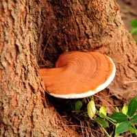 Nấm Linh Chi Genki – Thương hiệu dành cho sức khỏe.