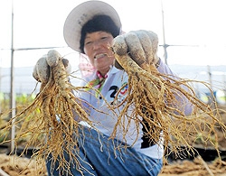 Người Hàn phấn khích với nhân sâm