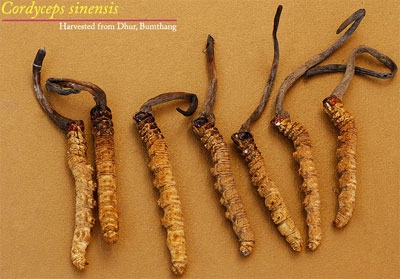 Trẻ nhỏ có uống được Đông trùng hạ thảo không?