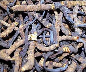 Sự thần kỳ của đông trùng hạ thảo với sức khỏe con người