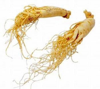 Cách chọn và phân biệt sâm tươi