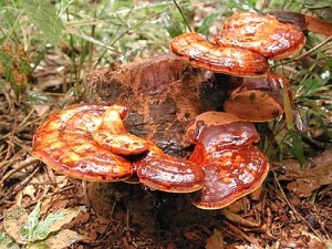 Hướng dẫn sử dụng linh chi