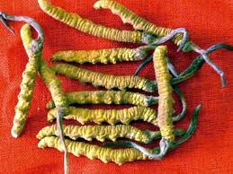 Phân biệt và lựa chọn Đông trùng hạ thảo